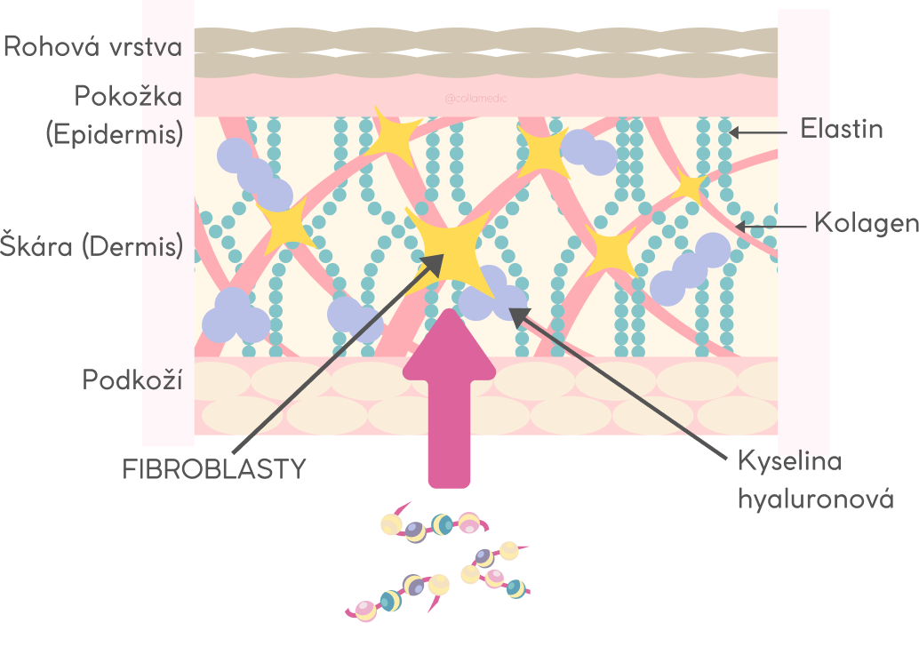 oligo2